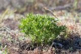 Pulsatilla patens