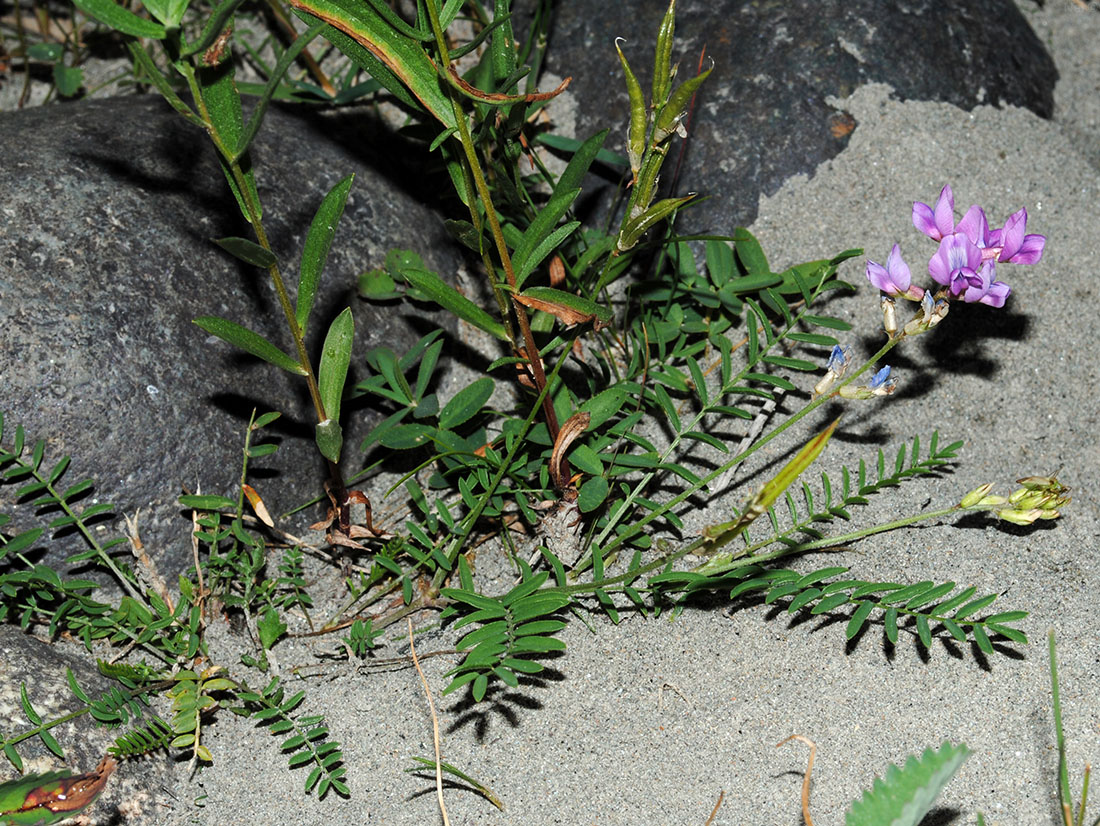 Image of Oxytropis teres specimen.