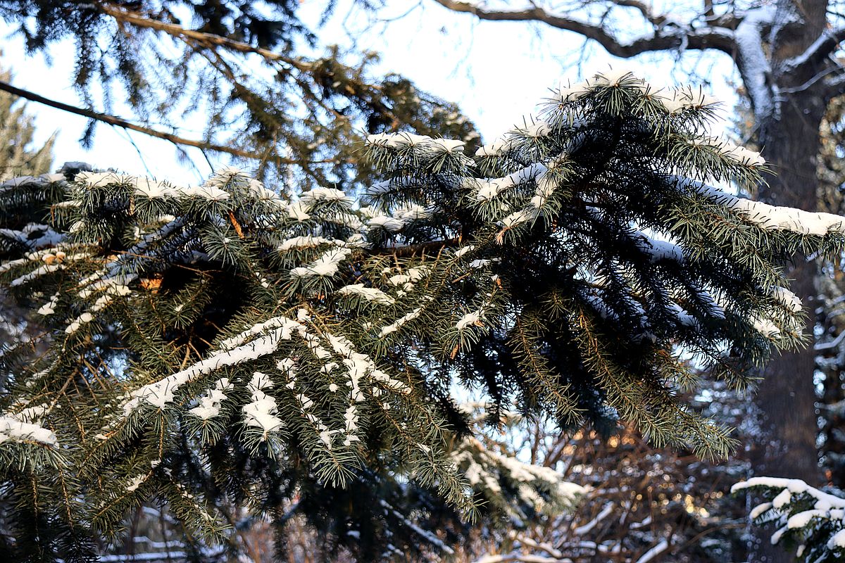 Изображение особи Picea ajanensis.