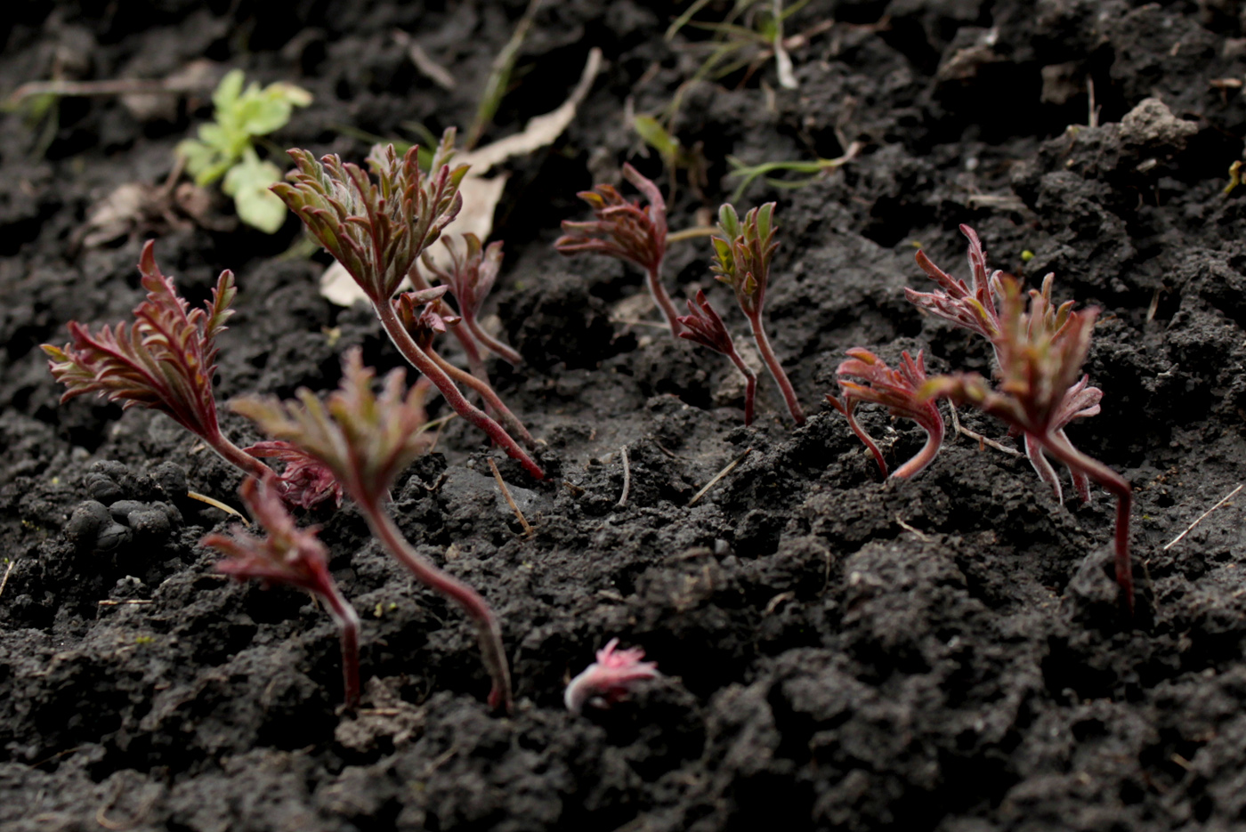 Image of Geranium tuberosum specimen.