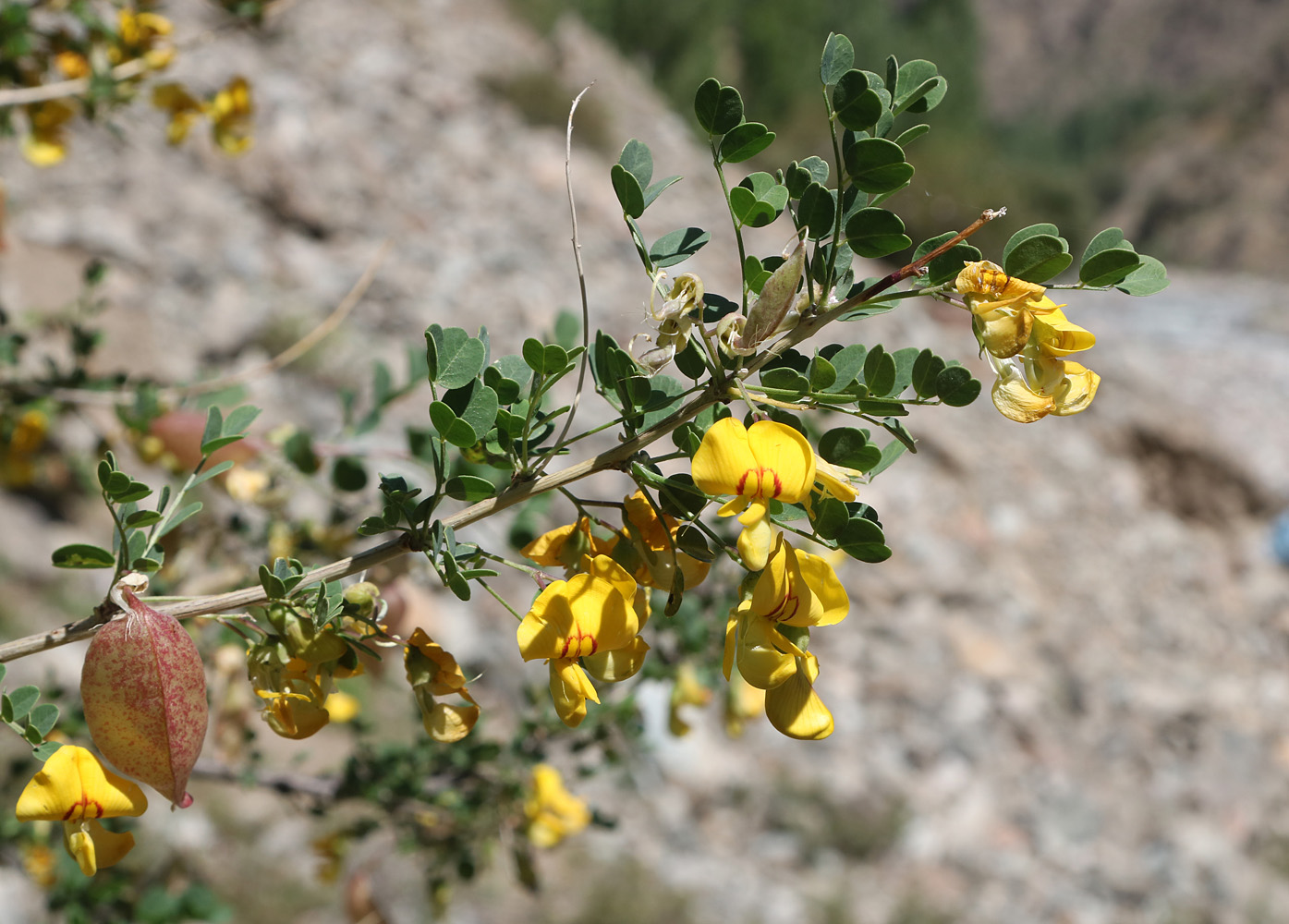 Image of Colutea orbiculata specimen.