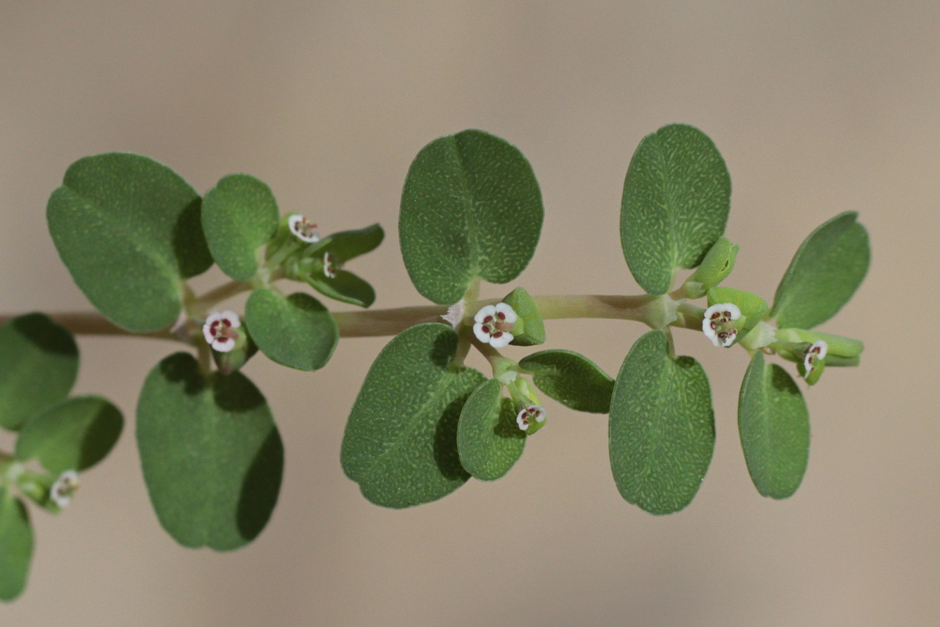 Изображение особи Euphorbia serpens.