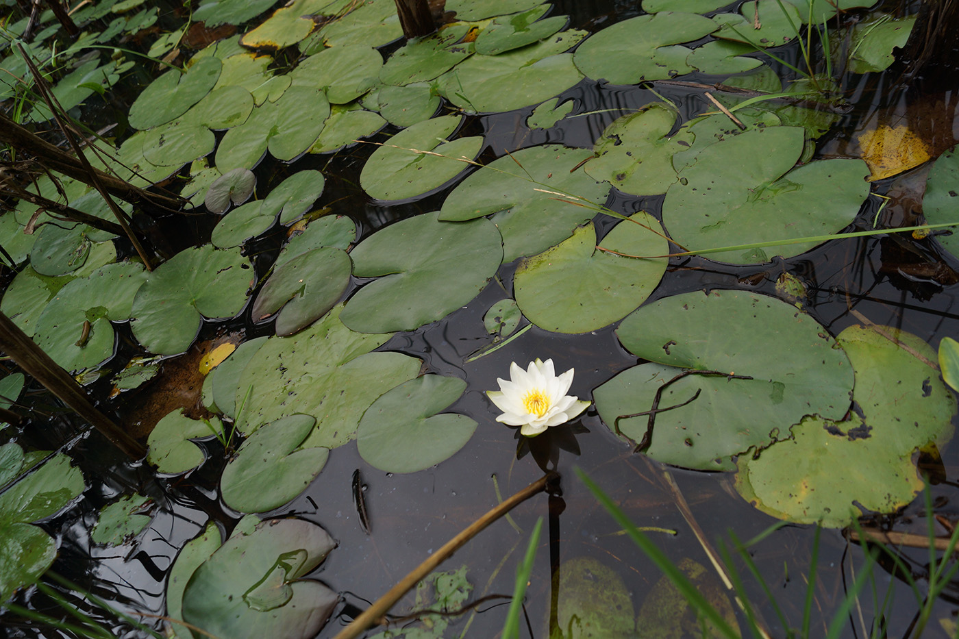 Image of Nymphaea tetragona specimen.