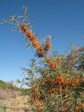 Hippophae rhamnoides. Ветви с плодами. Южный Казахстан, Жамбылская обл., пойма р. Асса. 3 сентября 2021 г.