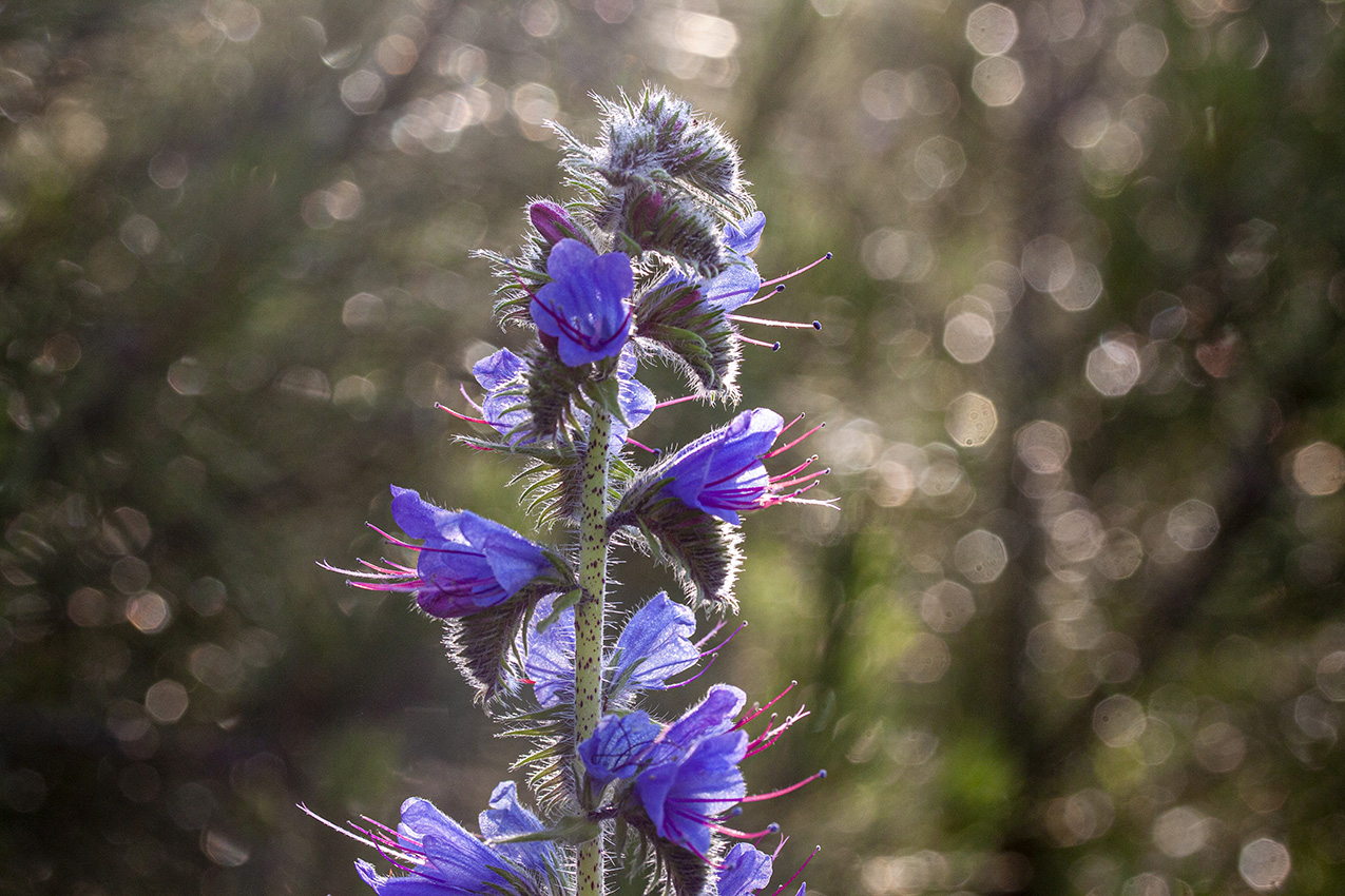 Image of Echium vulgare specimen.