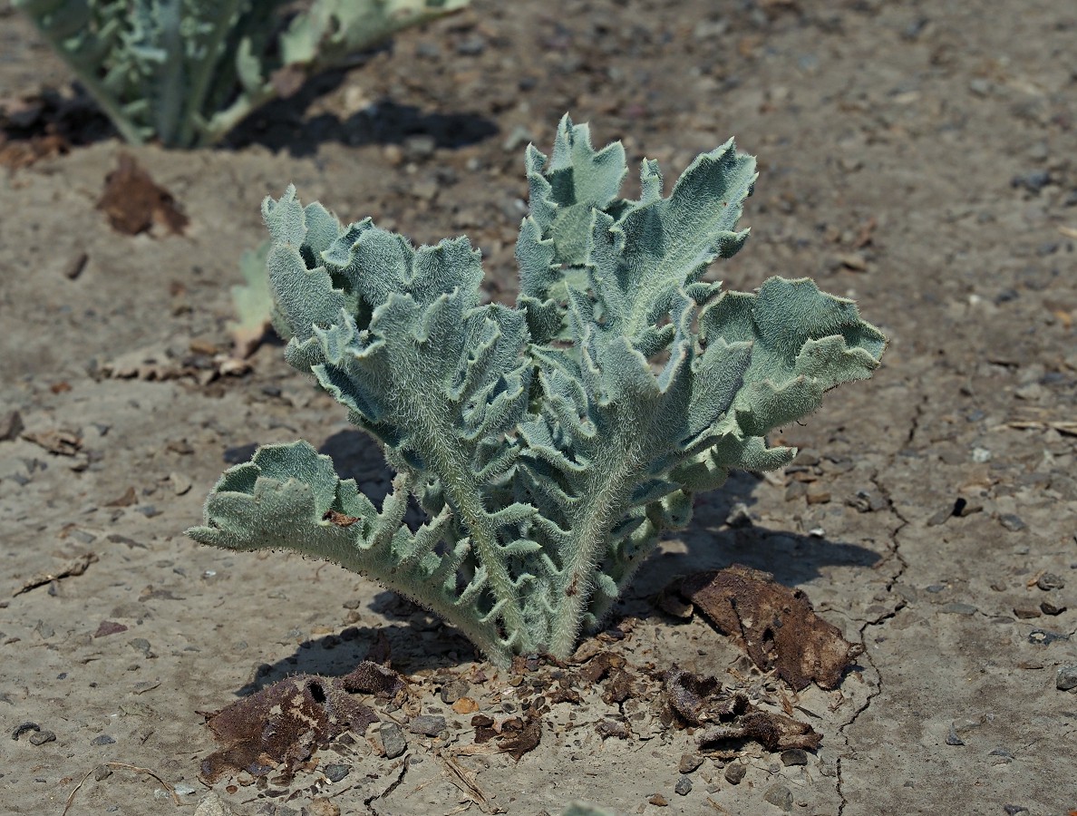 Изображение особи Glaucium flavum.