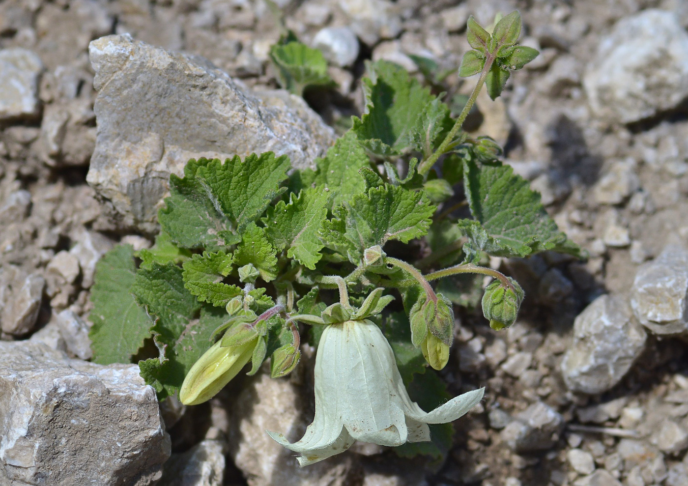 Изображение особи Campanula dolomitica.