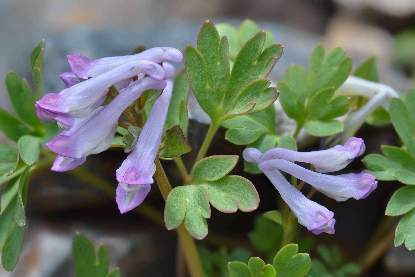 Изображение особи Corydalis alpestris.