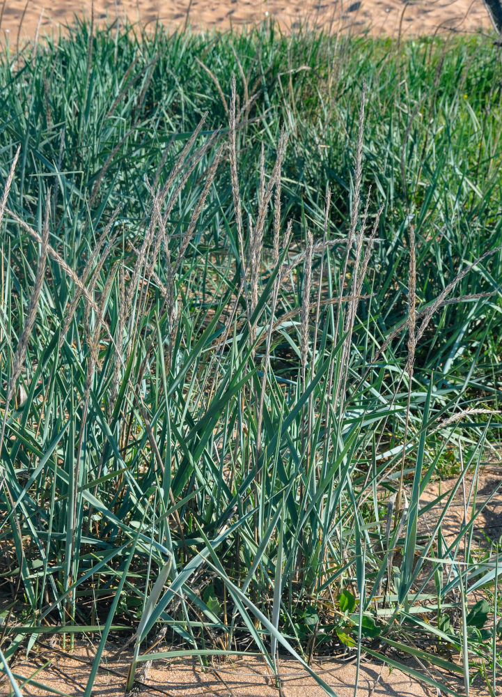 Изображение особи Leymus racemosus ssp. sabulosus.