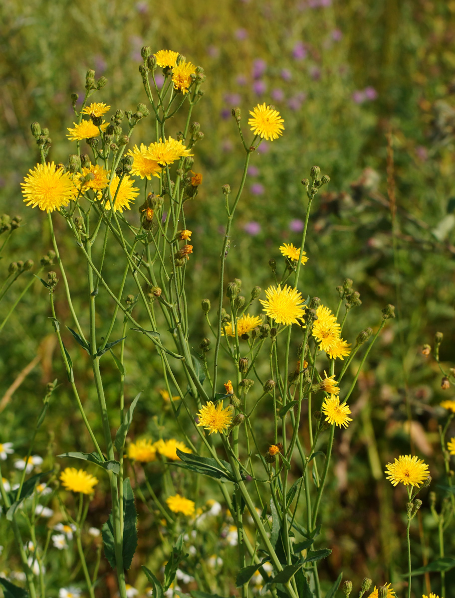 Изображение особи Sonchus arvensis ssp. uliginosus.