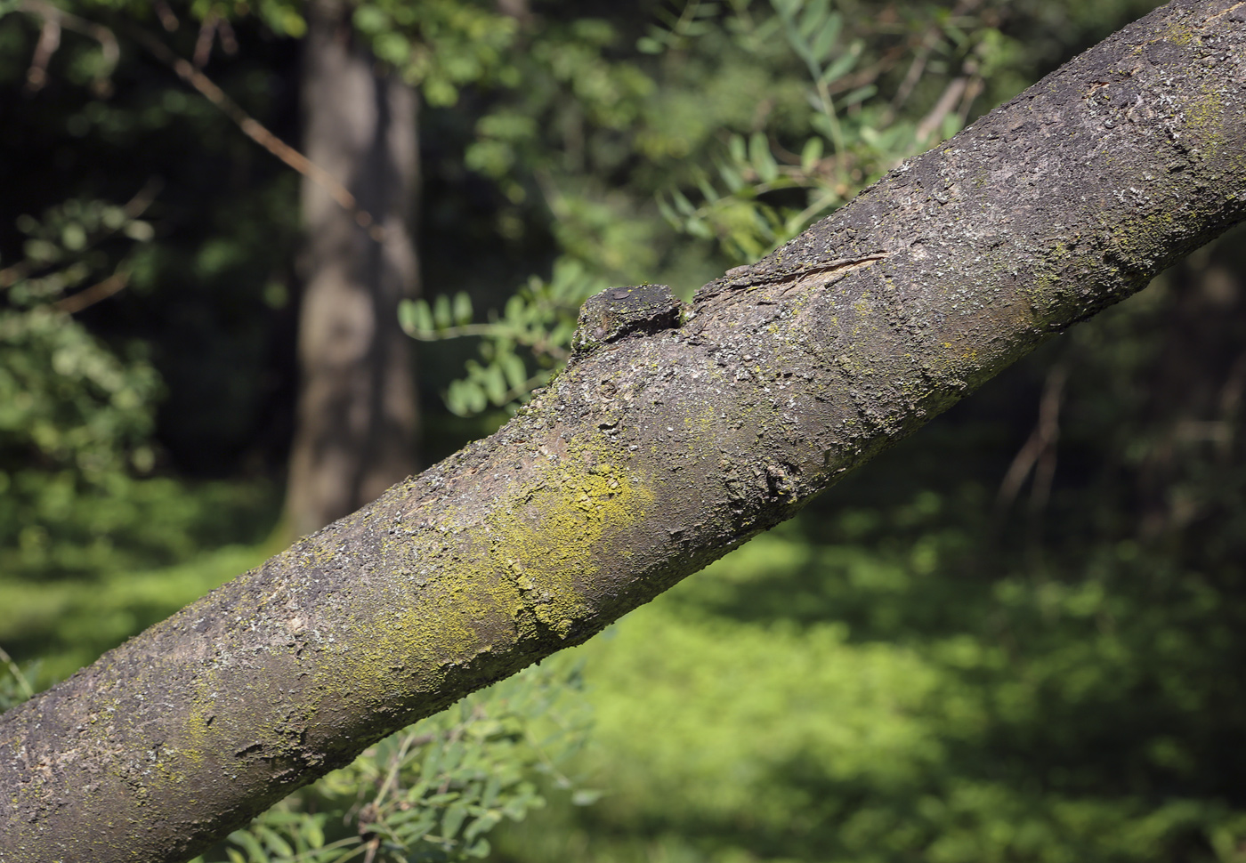 Image of Caragana arborescens specimen.