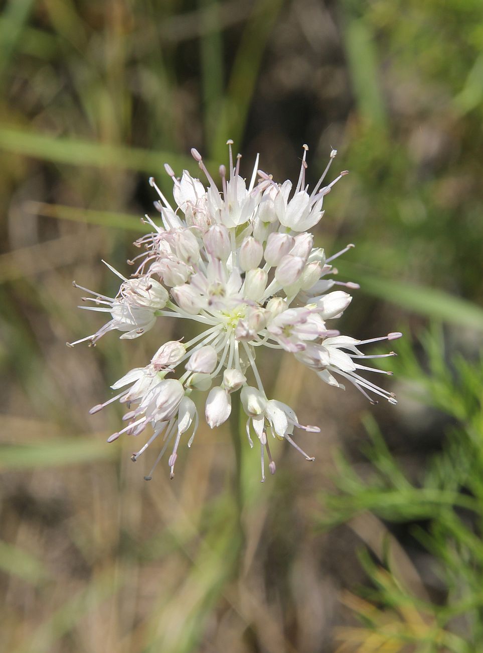 Image of genus Allium specimen.