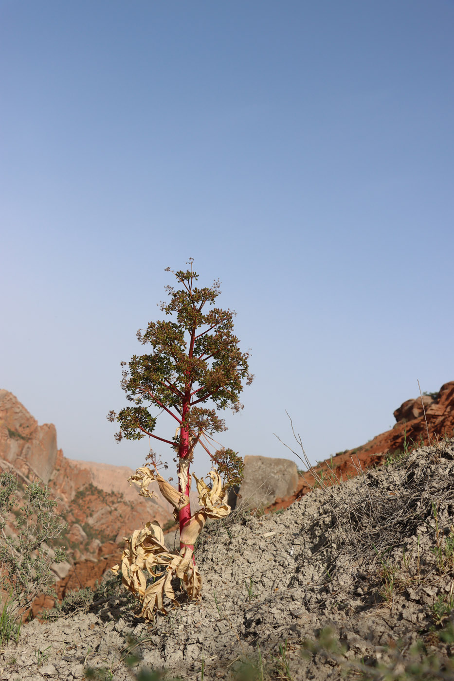 Image of Ferula tadshikorum specimen.