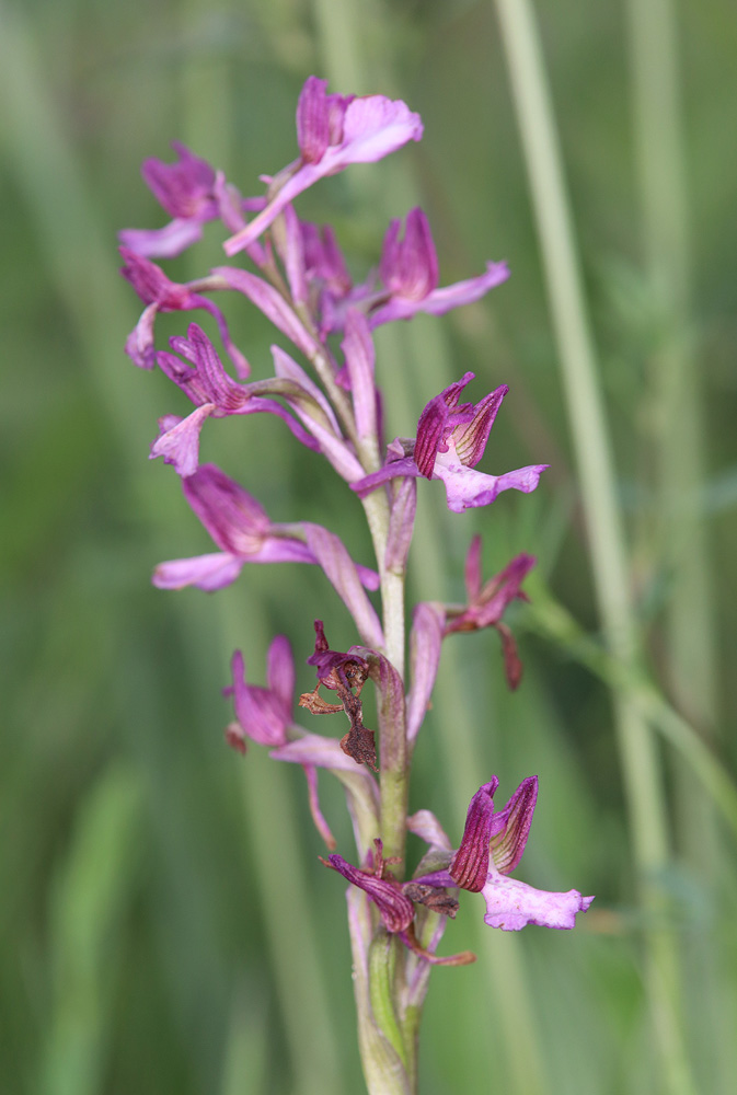 Изображение особи Anacamptis &times; gennarii nothosubsp. orientecaucasica.