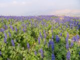 Lupinus pilosus. Аспект цветущих растений. Израиль, горы Самарии, восточная часть, поселение Хамдат. 21.02.2022.