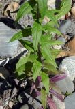 Смотреть изображение Erysimum aureum