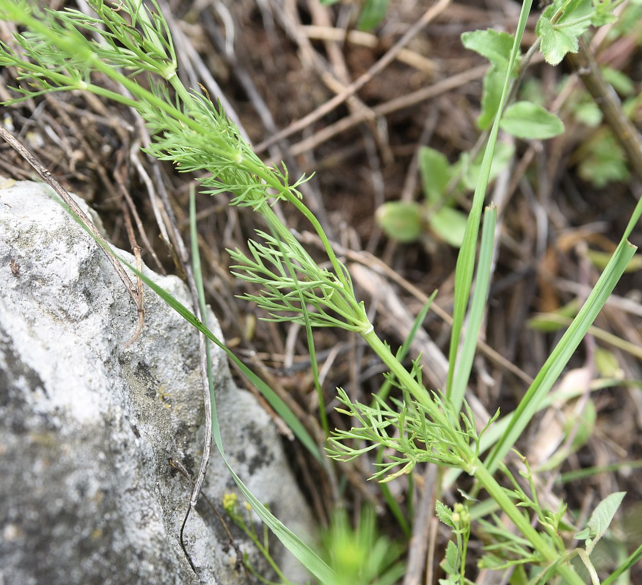 Image of genus Adonis specimen.