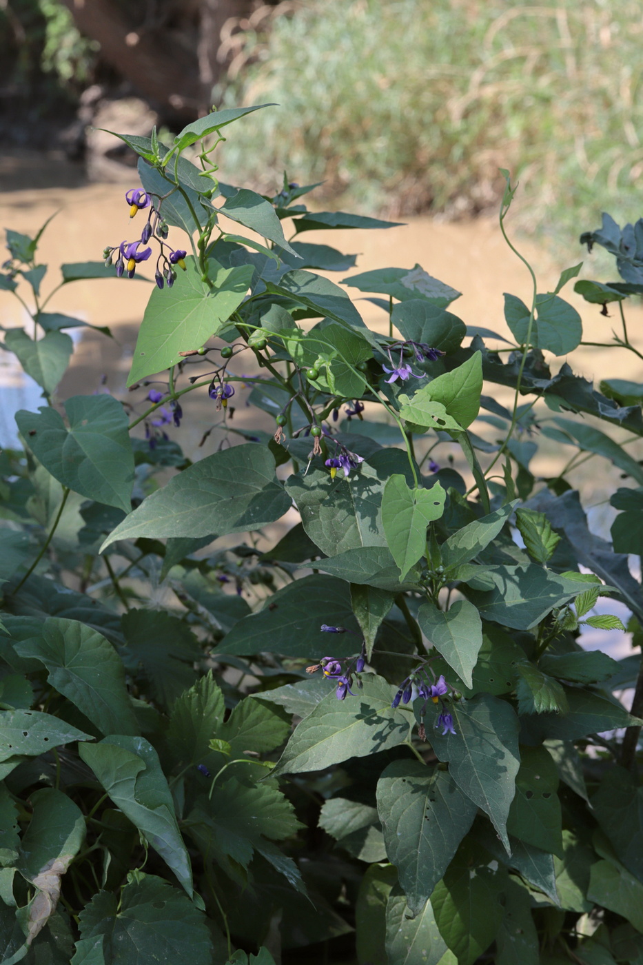Image of Solanum kitagawae specimen.