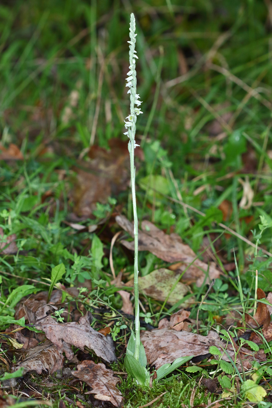 Изображение особи Spiranthes spiralis.