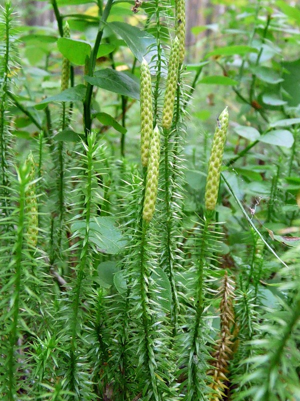 Изображение особи Lycopodium annotinum.