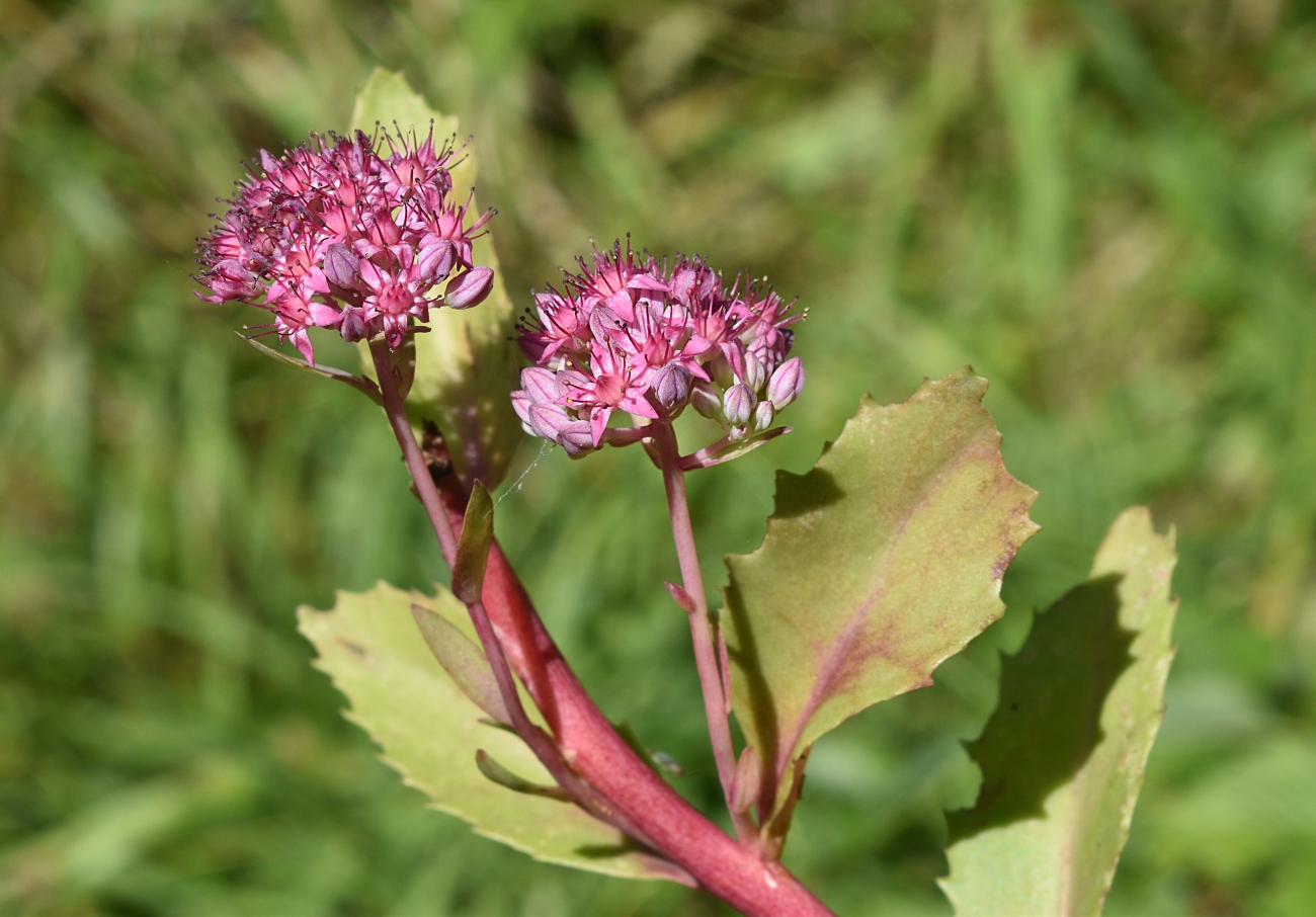 Изображение особи Hylotelephium triphyllum.