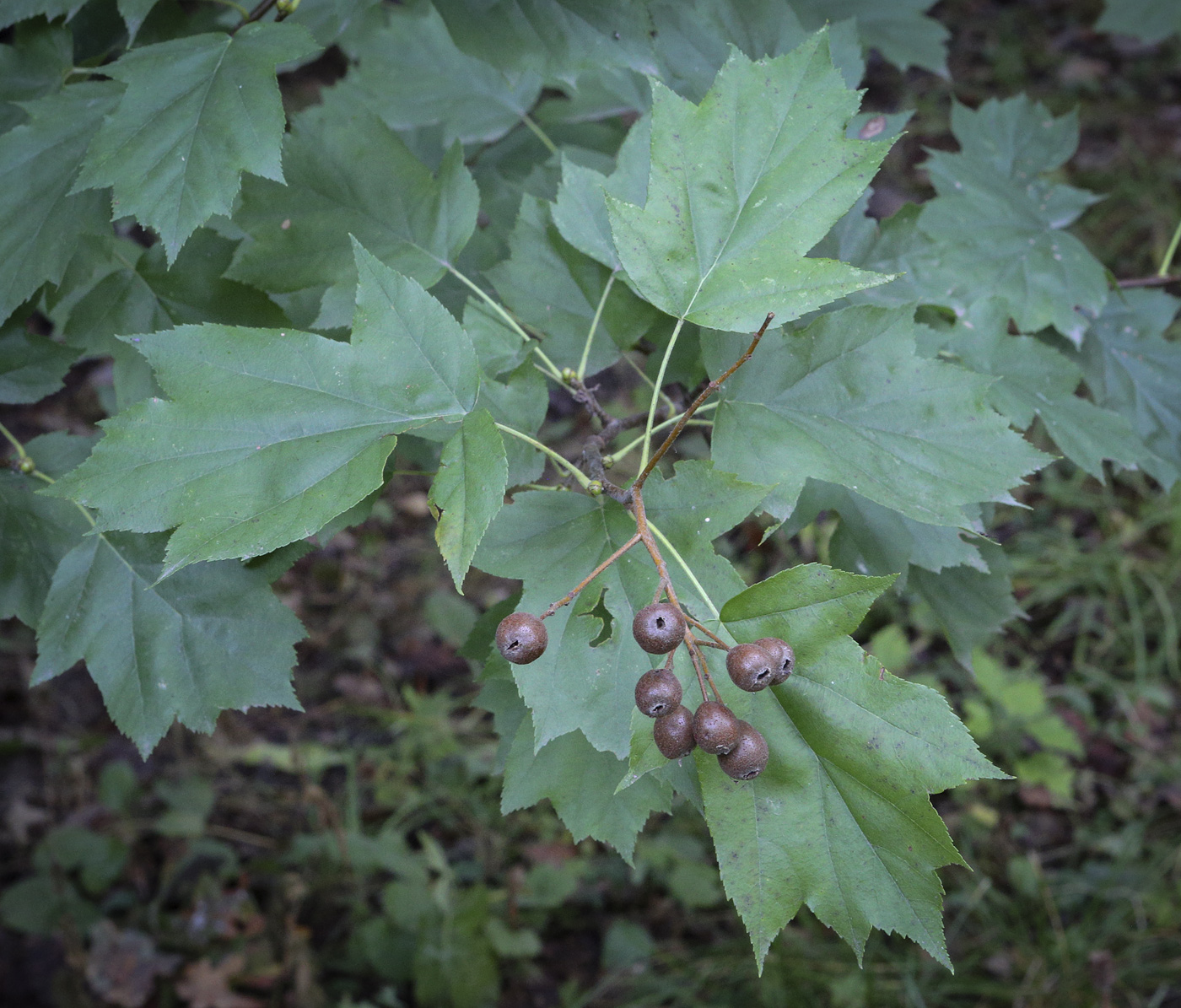 Изображение особи Sorbus torminalis.