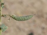 Cleome fimbriata. Плод. Узбекистан, Наманганская обл., Папский р-н, 15 км СЗЗ г. Пап, глинистая полупустыня. 20 сентября 2022 г.