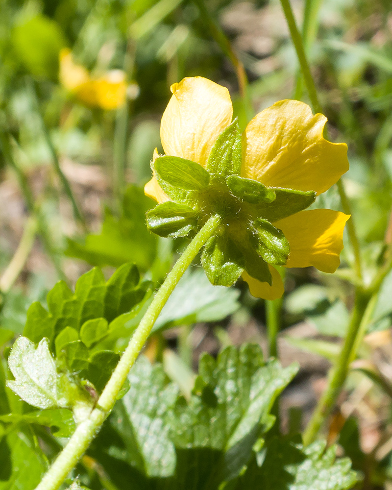 Изображение особи Potentilla ruprechtii.