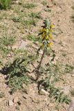 Phlomoides speciosa