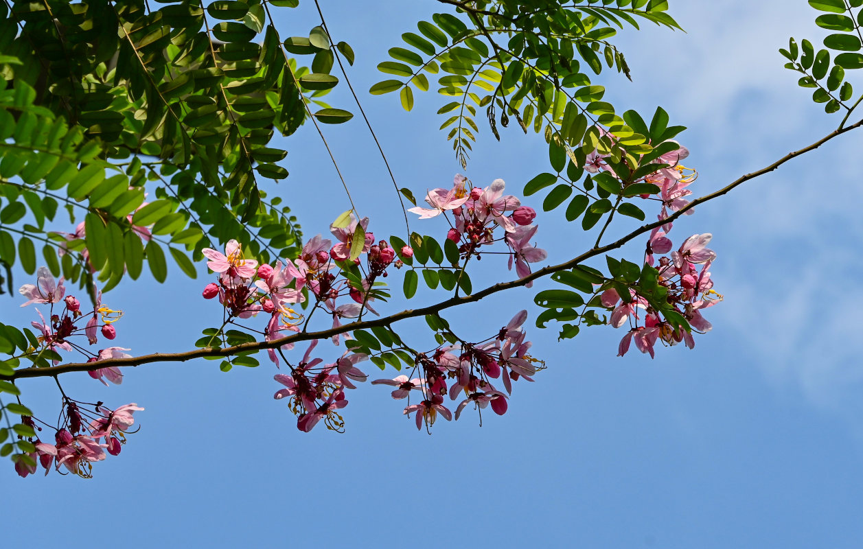 Image of Cassia javanica specimen.