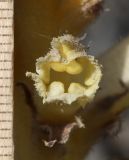 Orobanche owerinii. Цветок. Дагестан, Лакский р-н, окр. с. Шовкра, сланцевая осыпь (паразитирует на Crepis sonchifolia). 22 июня 2021 г.