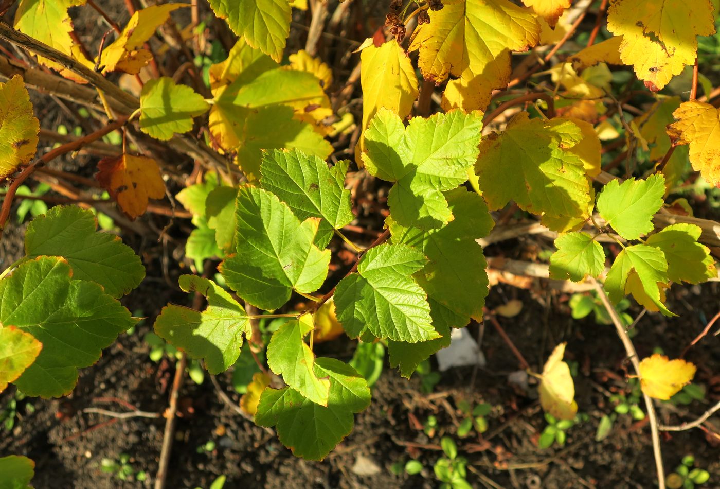 Image of Physocarpus opulifolius specimen.