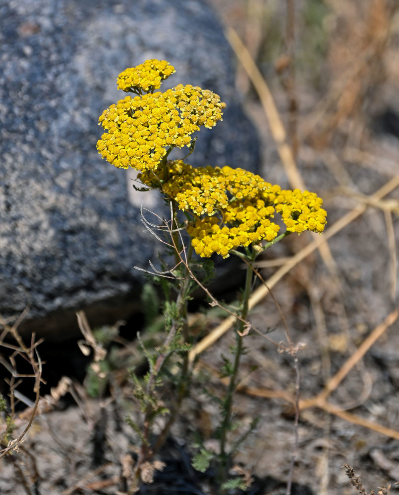 Изображение особи Achillea arabica.