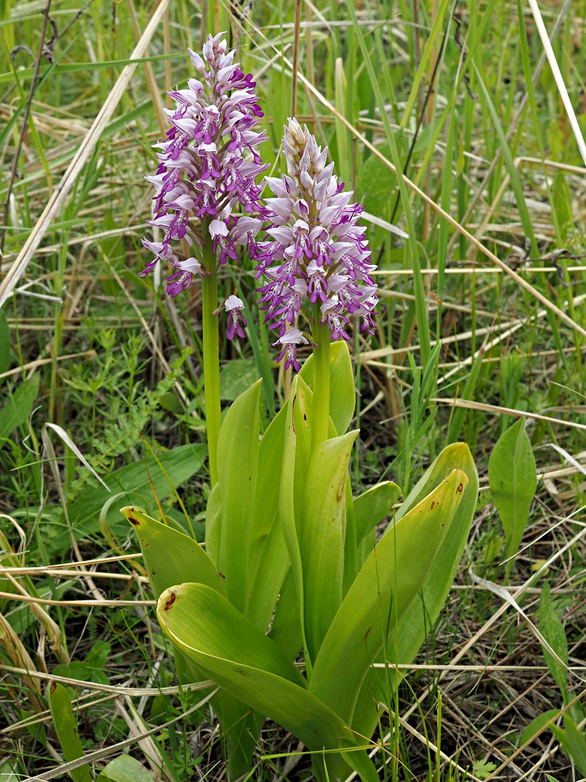 Изображение особи Orchis militaris.