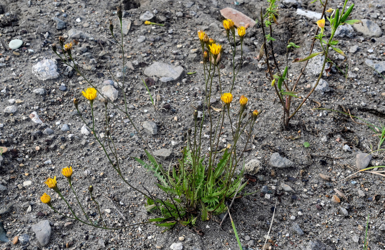 Изображение особи Scorzoneroides autumnalis.