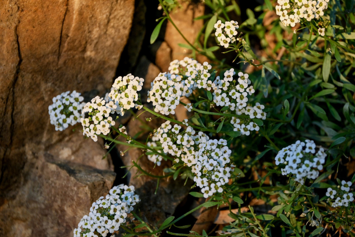 Image of Lobularia maritima specimen.