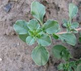 Amaranthus blitoides. Верхушка побега. Чувашия, Заволжье, дер. Астраханка. 12.07.2010.