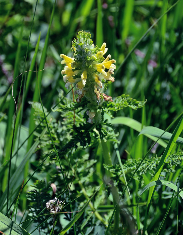 Image of Pedicularis condensata specimen.