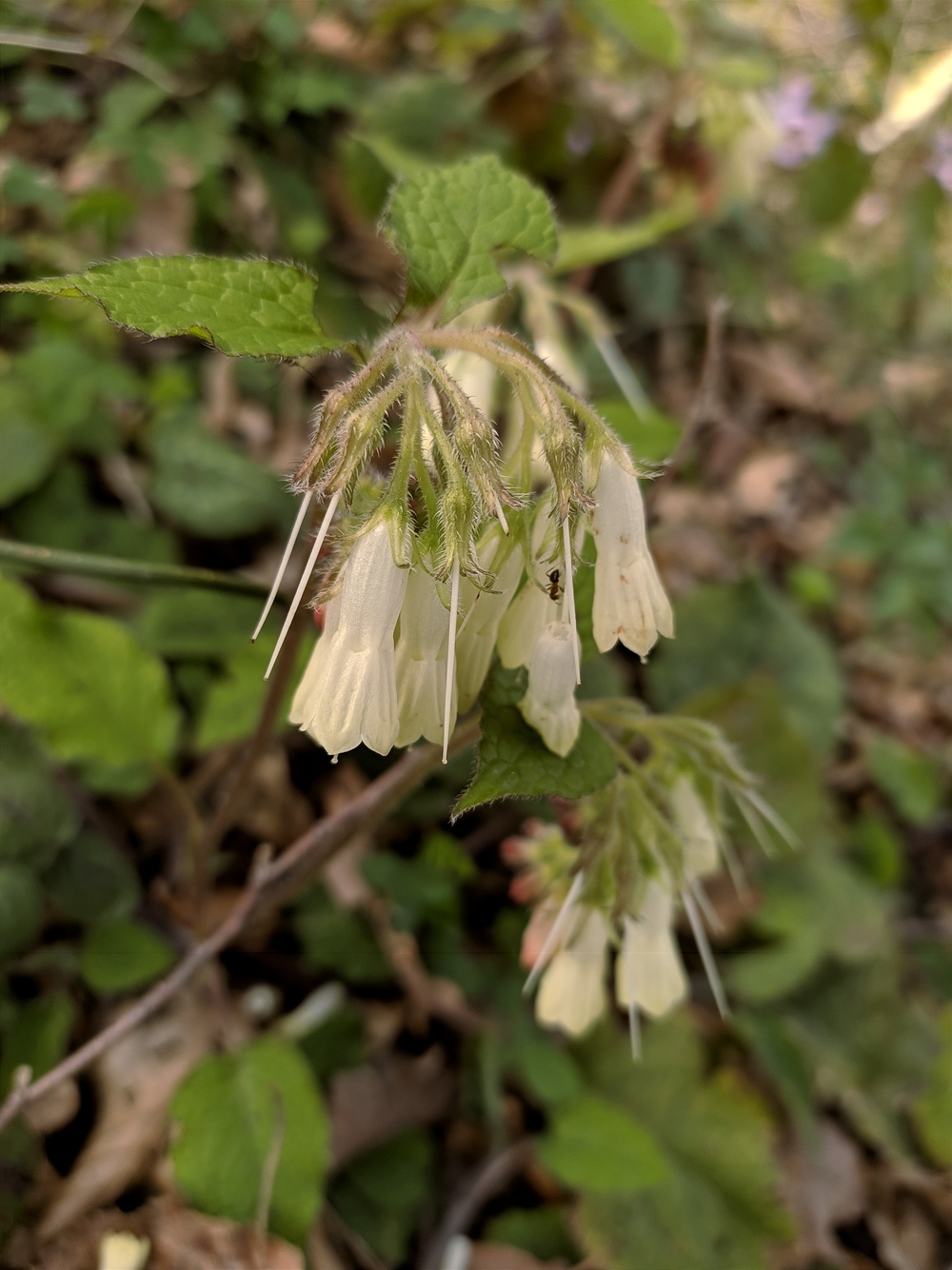 Image of Symphytum grandiflorum specimen.