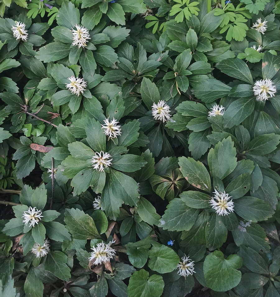 Изображение особи Pachysandra terminalis.