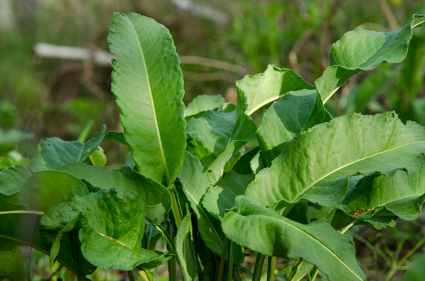 Image of genus Rumex specimen.