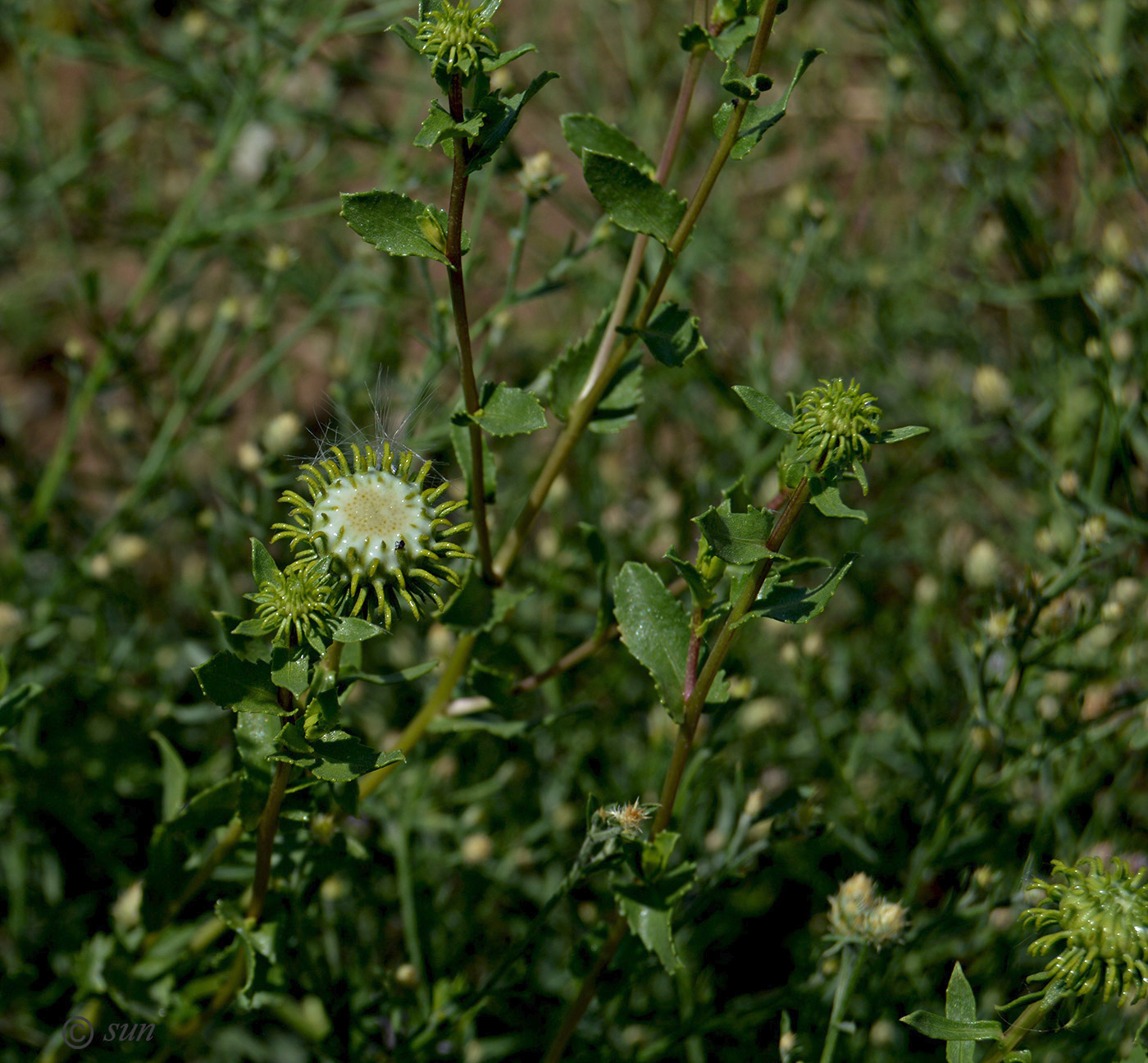 Image of Grindelia squarrosa specimen.