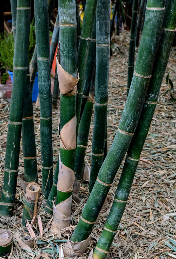 Изображение особи Phyllostachys pubescens.