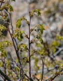 Celtis glabrata. Верхушка ветви с соцветиями и распускающимися листьями. Крым, Караларский природный парк, бухта Шелковица, каменистый склон, у подножия скалы. 08.05.2021.