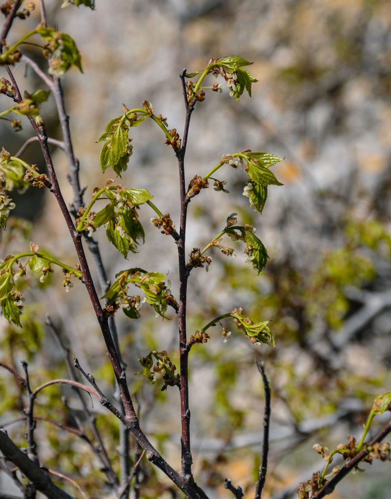 Image of Celtis glabrata specimen.