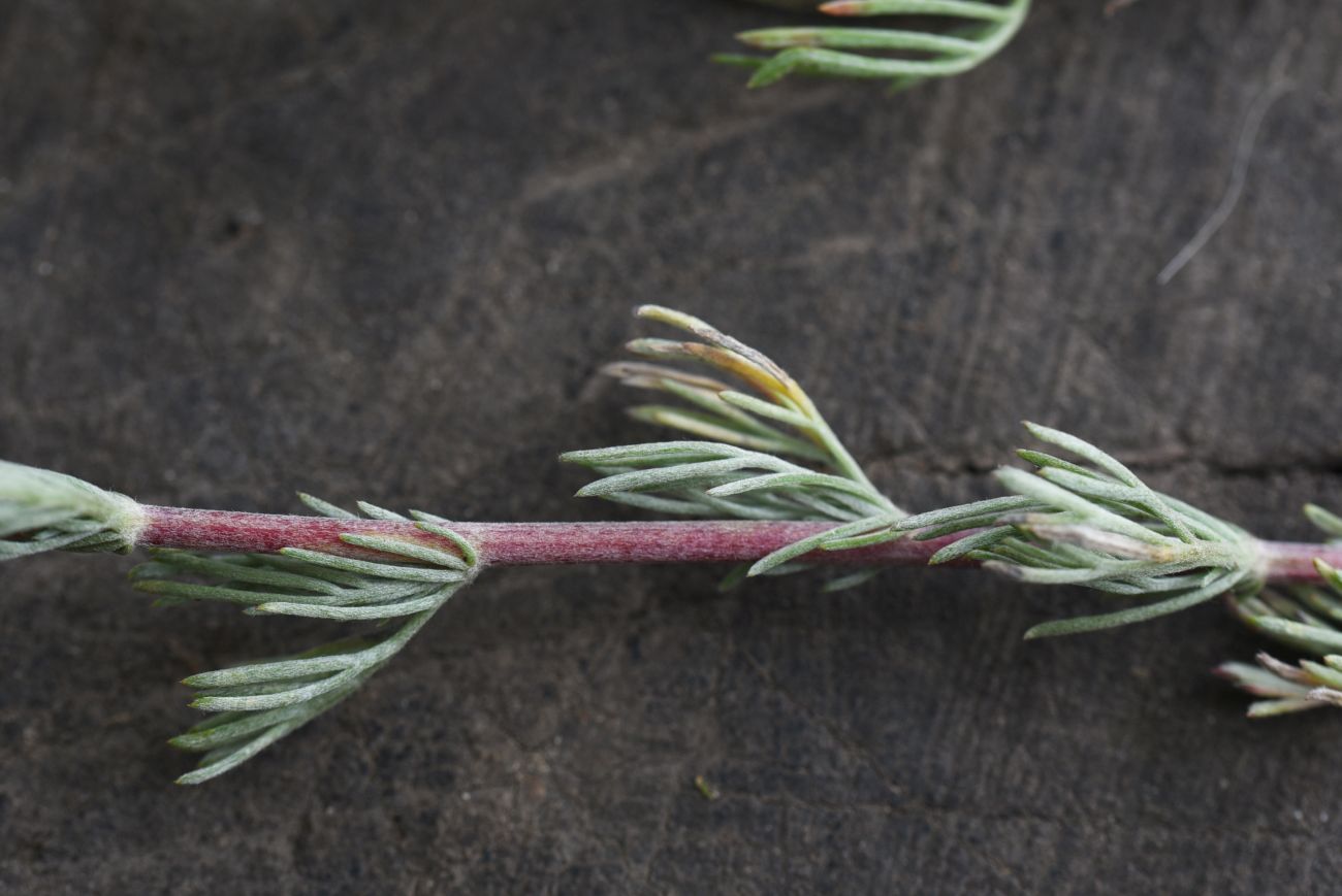 Изображение особи Artemisia campestris.