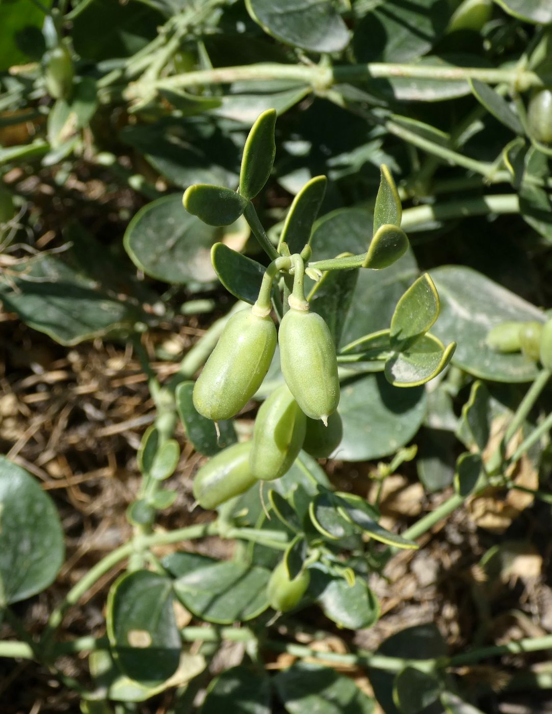 Image of Zygophyllum fabago ssp. orientale specimen.