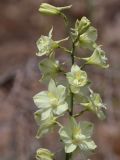 Delphinium semibarbatum. Верхушка соцветия. Узбекистан, Навоийская обл., Нуратинские горы, северный склон хр. Актау, ур. Чархансай, около 700 м н.у.м., каменистый склон, среди разреженного колючеминдальника. 17.05.2024.