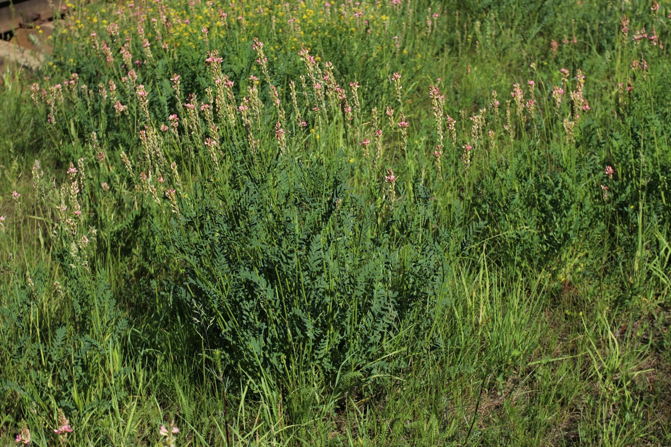 Изображение особи Onobrychis arenaria.