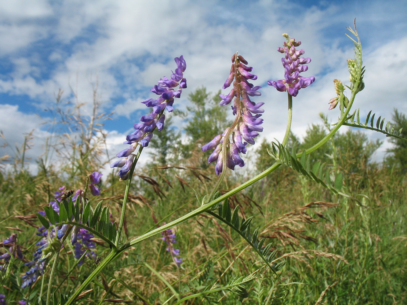 Image of Vicia cracca specimen.